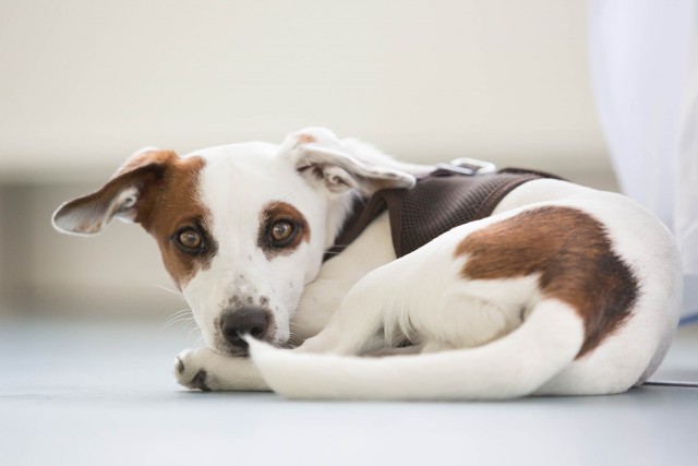 Fotografie Hund